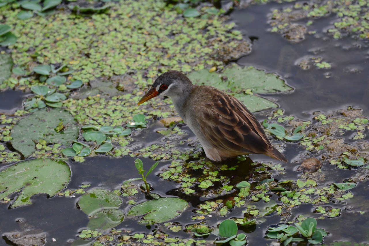 Poliolimnas cinereus